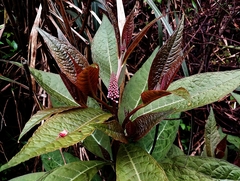 Phytolacca japonica