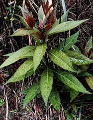 Phytolacca japonica