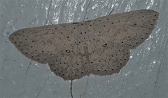 Cyclophora turneri
