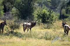 Hippotragus equinus equinus