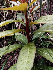 Phytolacca japonica
