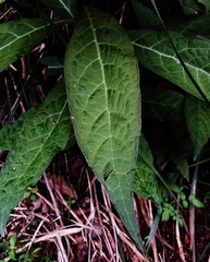 Phytolacca japonica