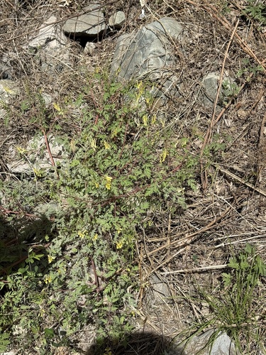 Corydalis speciosa, photograph 6