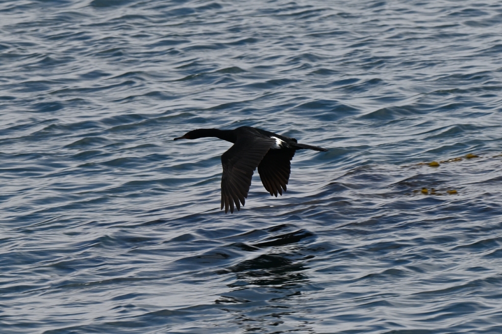 Pelagic Cormorant