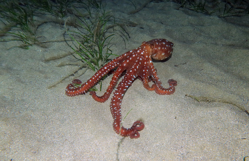 Pinnoctopus macropus