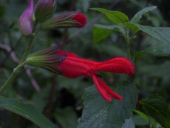 Salvia fulgens