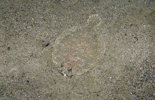 Bothus podas