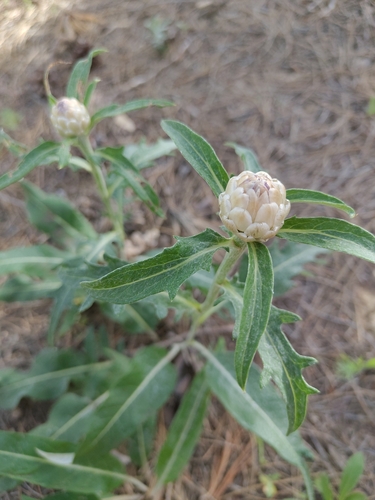 pinecone thistle