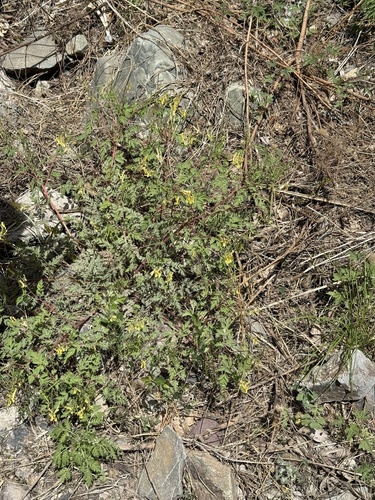 Corydalis speciosa, photograph 5