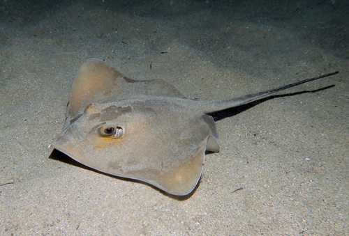Dasyatis pastinaca