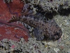 Batrachomoeus trispinosus
