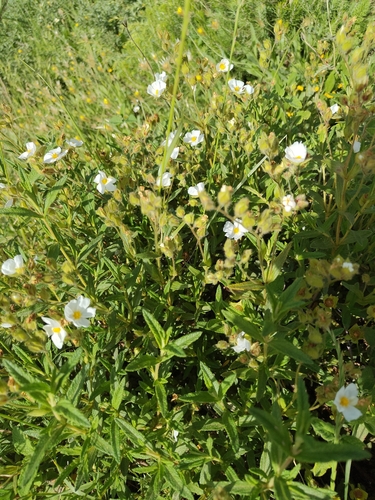 Montpellier Cistus