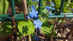 Omphalodes verna