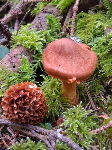 Cortinarius rubellus — Deadly Webcap
