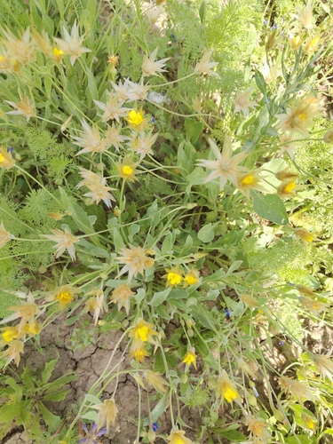 Yellow Succory
