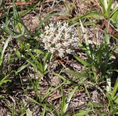 Asclepias michauxii