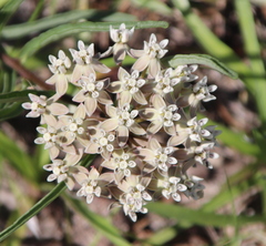 Asclepias michauxii
