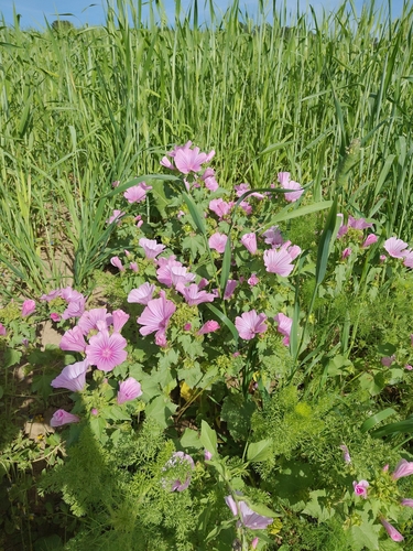 Royal Mallow