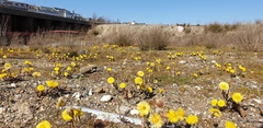 Tussilago farfara