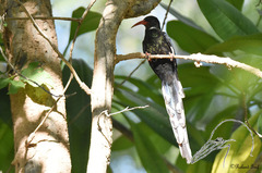 Phoeniculus purpureus angolensis