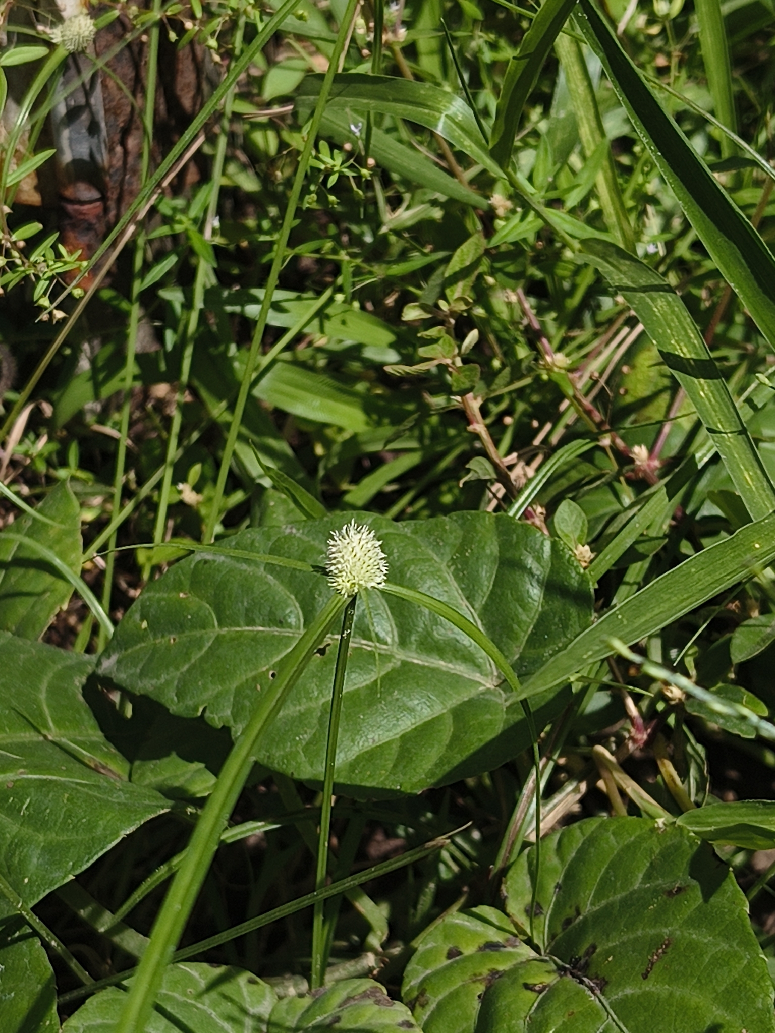Cyperus sesquiflorus