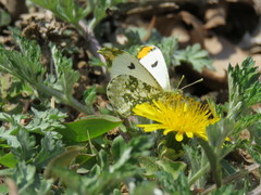 Anthocharis scolymus