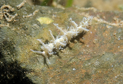 Limenandra nodosa