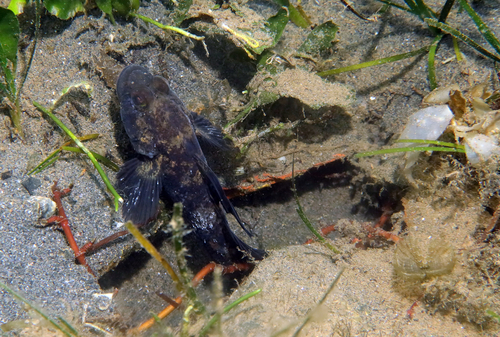 Gobius niger