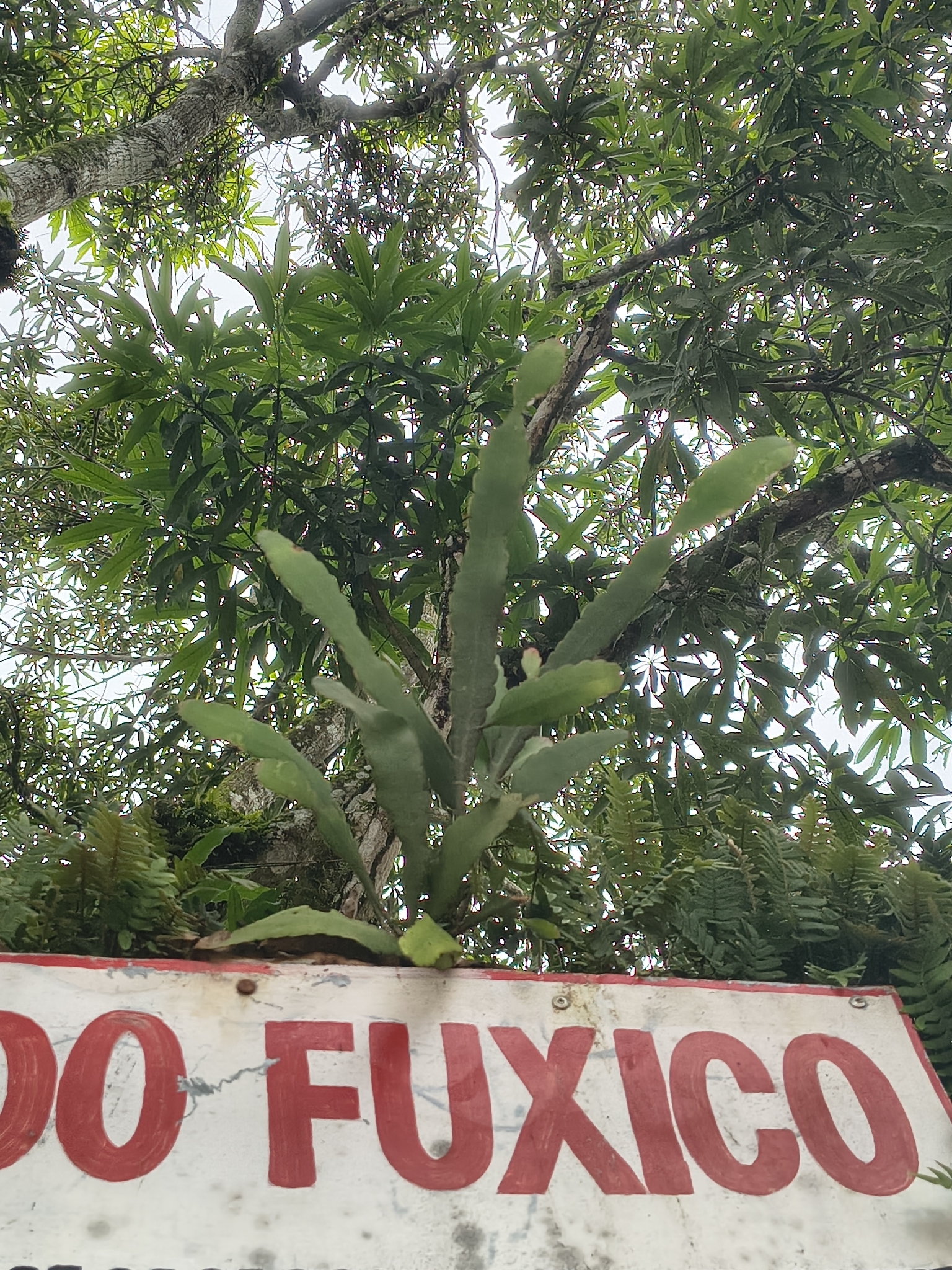 Epiphyllum phyllanthus