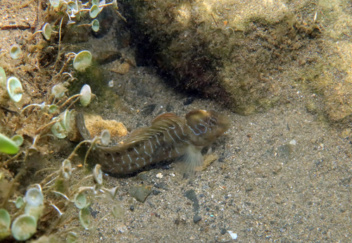 Salaria pavo