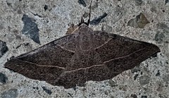 Encryphia frontisignata