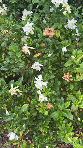 common gardenia