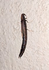 Lymexylidae