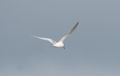 Thalasseus sandvicensis