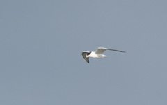 Thalasseus sandvicensis