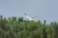 Thalasseus sandvicensis