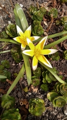Tulipa urumiensis