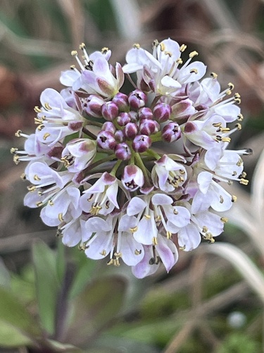 Alpine penny-cress