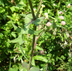 Sonchus oleraceus