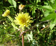 Sonchus oleraceus