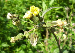 Sonchus oleraceus