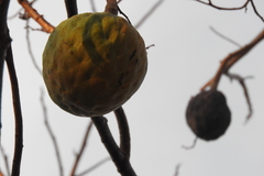Annona reticulata