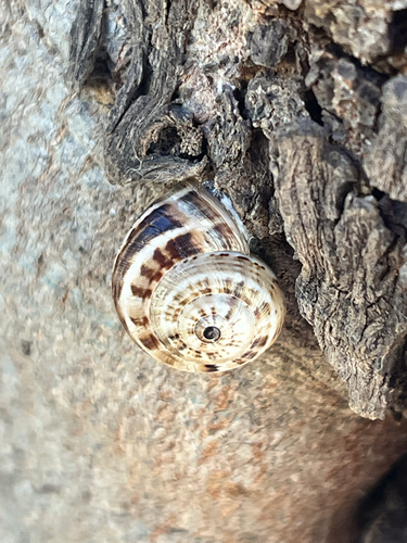 Theba pisana