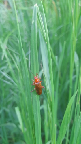 Common Red Soldier Beetle