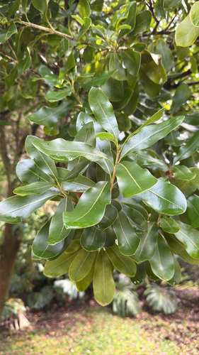 Macadamia integrifolia observed 2026-01-24