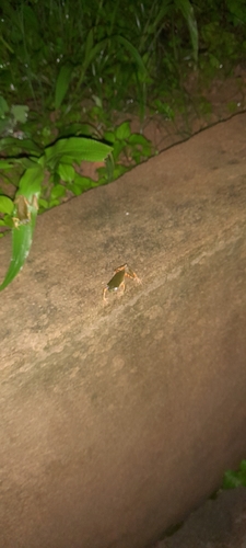 Pithecopus gonzagai
