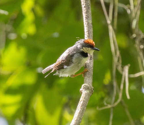 Rufous-crowned Eremomela (Eremomela badiceps), photo 2