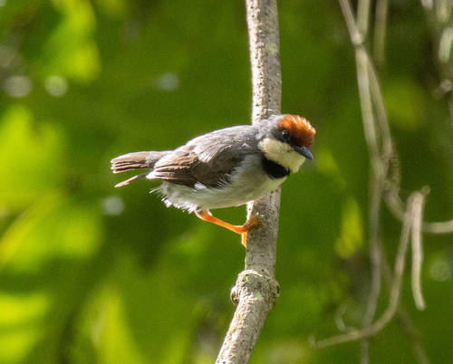 Rufous-crowned Eremomela (Eremomela badiceps), photo 2