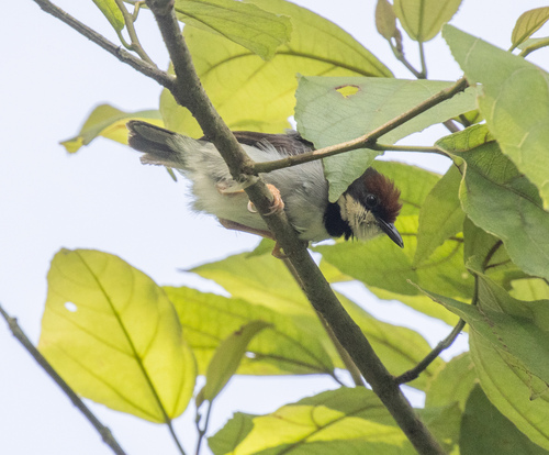 Rufous-crowned Eremomela (Eremomela badiceps), photo 5