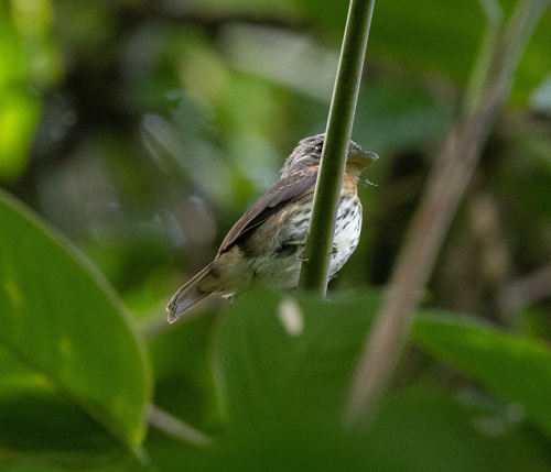 Grey-headed Broadbill (Smithornis sharpei), photo 2